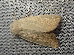 Arenostola phragmitidis