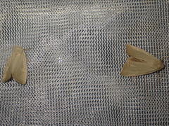 Arenostola phragmitidis