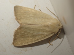 Arenostola phragmitidis