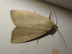 Arenostola phragmitidis