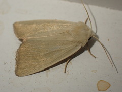 Arenostola phragmitidis