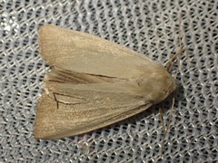 Arenostola phragmitidis