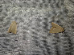 Arenostola phragmitidis