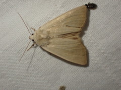 Arenostola phragmitidis