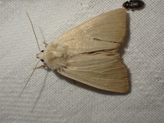 Arenostola phragmitidis