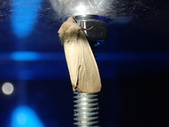 Arenostola phragmitidis