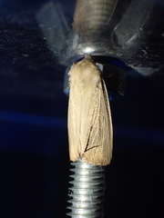 Arenostola phragmitidis