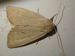 Arenostola phragmitidis