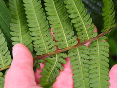 Image of Thelypteris decussata