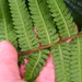 Steiropteris - Photo (c) Vilseskogen, some rights reserved (CC BY-SA), uploaded by Vilseskogen