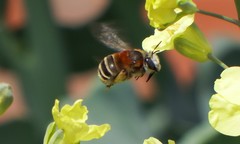 Mystacanthophora