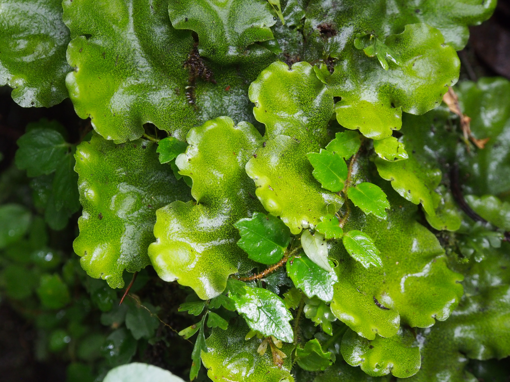 Monoclea gottschei