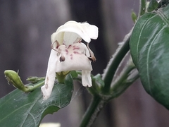 Justicia campylostemon