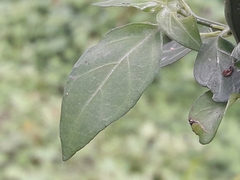 Justicia campylostemon