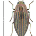 Wrinkled-neck Buprestid Beetle - Photo (c) Ludo Leclerc, some rights reserved (CC BY-NC), uploaded by Ludo Leclerc
