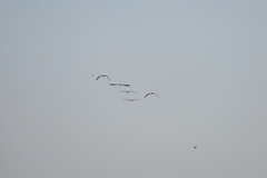 Mycteria leucocephala