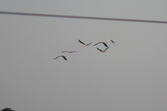 Mycteria leucocephala