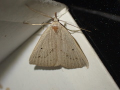 Macrochilo cribrumalis
