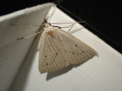 Macrochilo cribrumalis