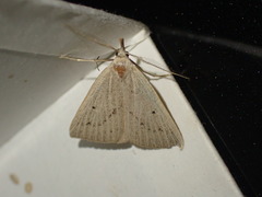 Macrochilo cribrumalis