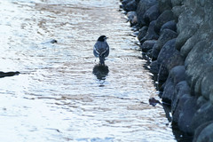 Motacilla alba lugens