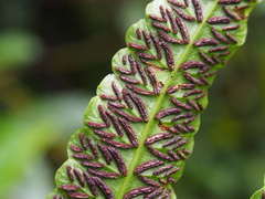 Diplazium urticifolium