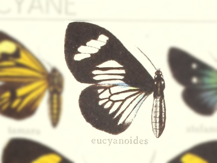 Calodesma eucyanoides