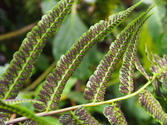 Diplazium urticifolium