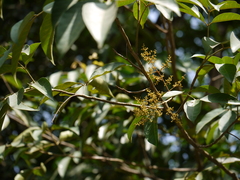 Aglaia lawii