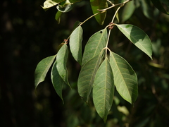Aglaia lawii