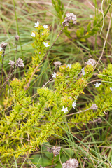 Roella glomerata