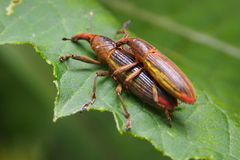 Lixus apterus