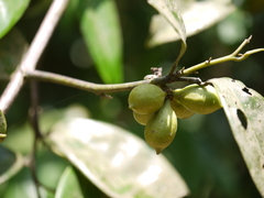 Artabotrys zeylanicus