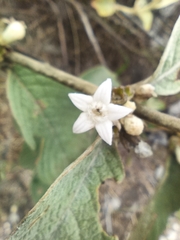 Sabicea brasiliensis