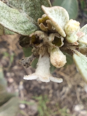 Sabicea brasiliensis
