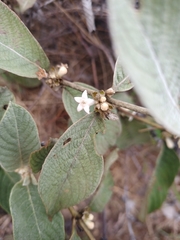Sabicea brasiliensis
