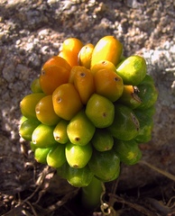 Arum pictum