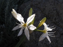 Pancratium illyricum