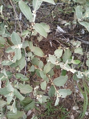 Sabicea brasiliensis