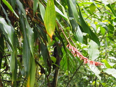 Image of Pitcairnia brittoniana