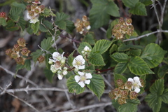 Rubus affinis