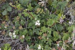 Rubus affinis
