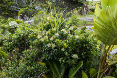 Apodytes abbottii