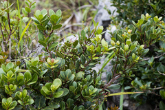 Apodytes abbottii