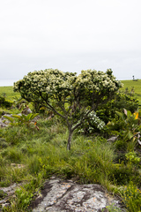 Apodytes abbottii