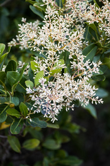 Apodytes abbottii