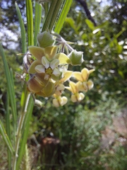 Gomphocarpus tomentosus tomentosus