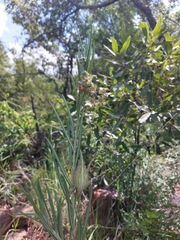 Gomphocarpus tomentosus tomentosus