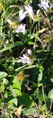 Richardia grandiflora