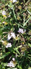 Richardia grandiflora